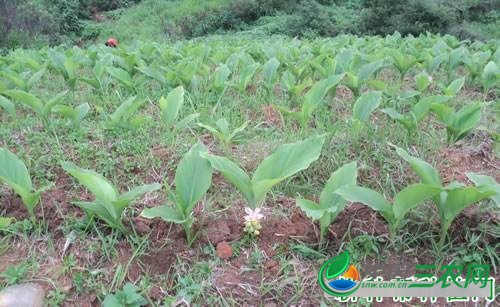 种植郁金如何管理？