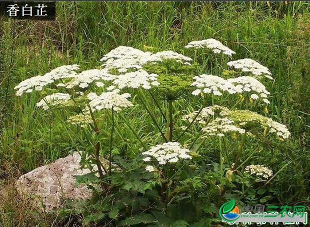 白芷有几种？