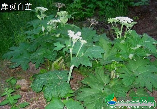 白芷种植后如何管理？