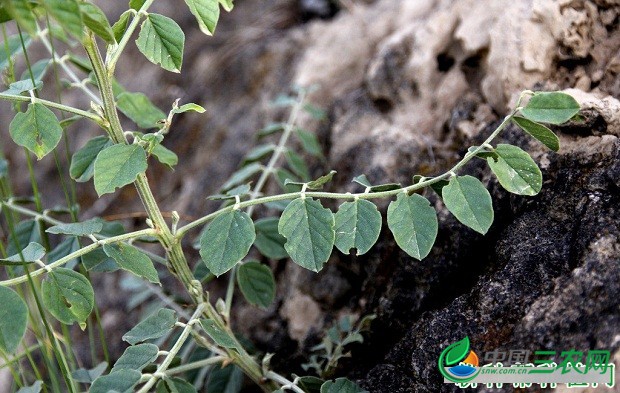 种植甘草需要怎么样的环境条件？