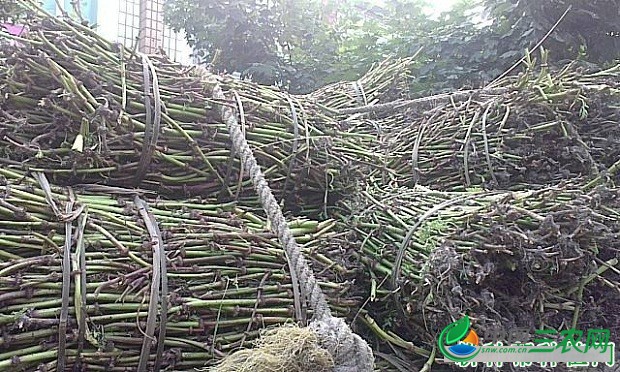 种植川芎如何挑选苓子？