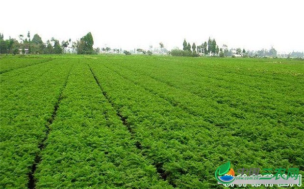 种植川芎需要怎么样的条件？