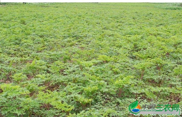 种植川芎需要怎么样的条件？