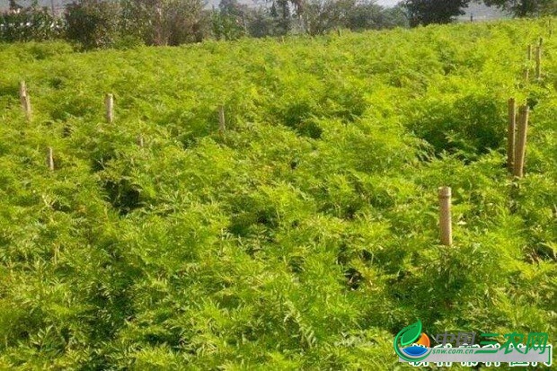 种植川芎需要怎么样的条件？