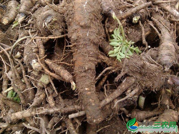 白芷如何防治根腐病？