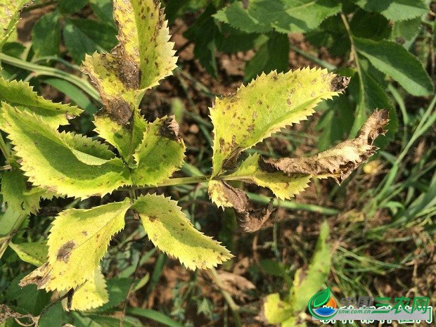 种植白芷如何防治斑枯病？