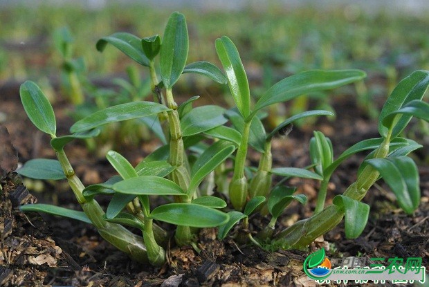 种植石斛如何管理？