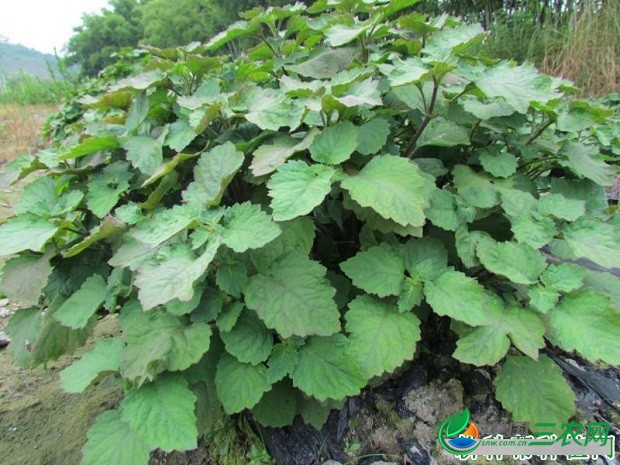 怎么样的环境适宜种植广藿香？