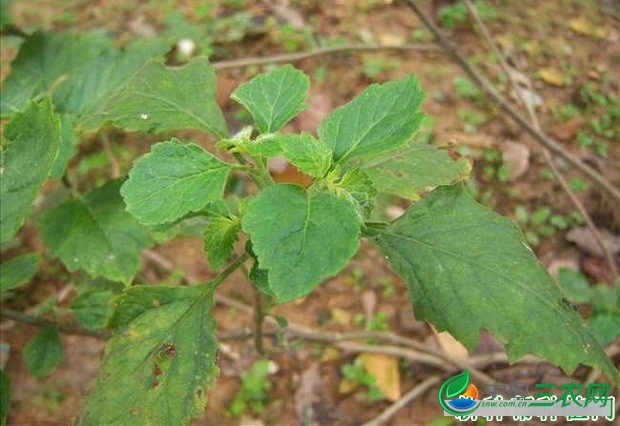 怎么样的环境适宜种植广藿香？