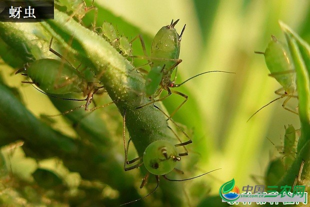 广藿香虫害如何防治？