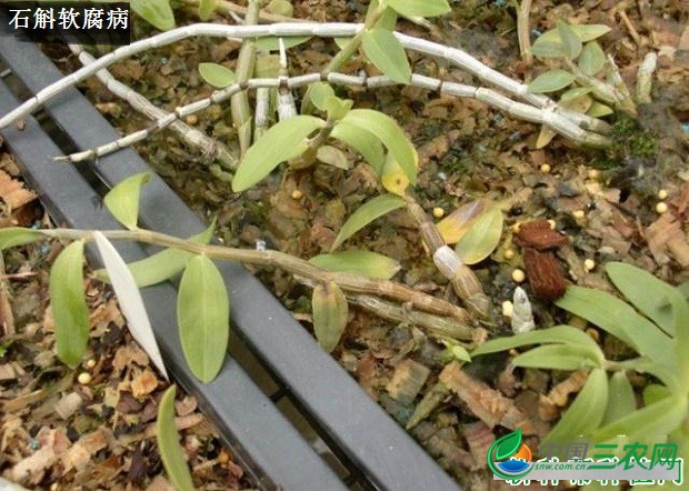 种植石斛如何防治病害发生？