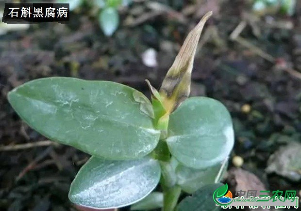 种植石斛如何防治病害发生？