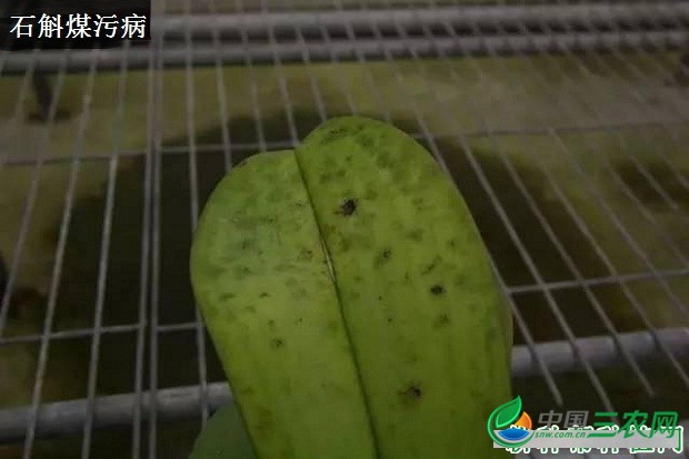 种植石斛如何防治病害发生？