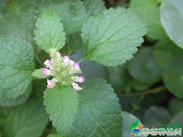 怎么样的环境适宜种植薄荷？