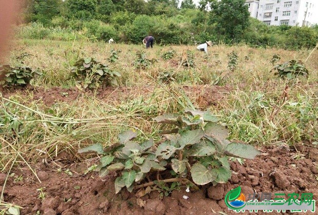 种植广藿香苗如何管理？