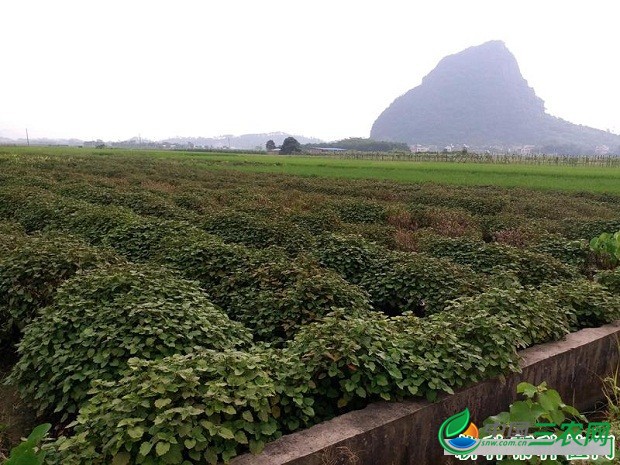 种植广藿香苗如何管理？