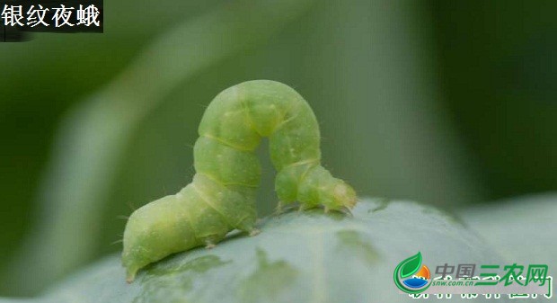 种植薄荷需要防治哪些虫害？