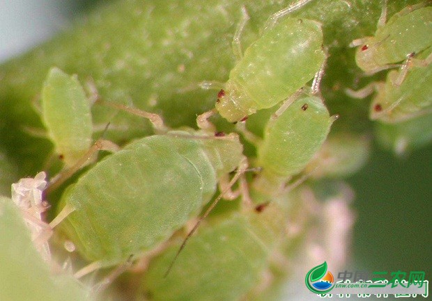 种植石斛如何防治虫害发生？