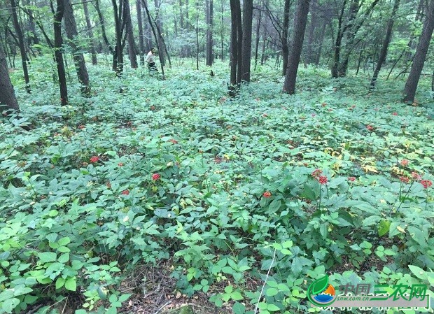 种植人参如何选地？