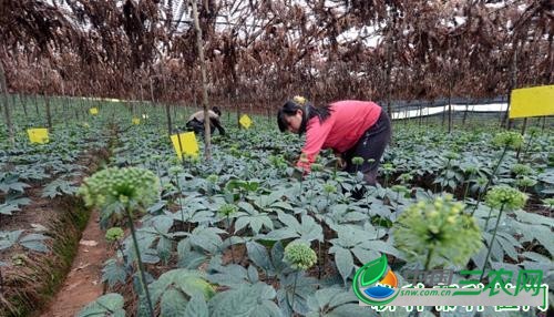 种植三七如何管理？