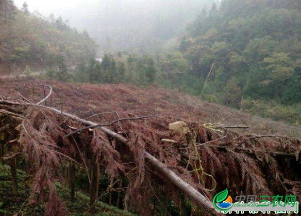 种植黄连如何育苗？