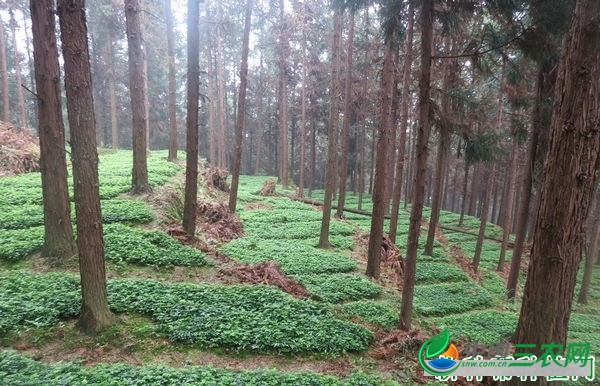 种植黄连如何育苗？