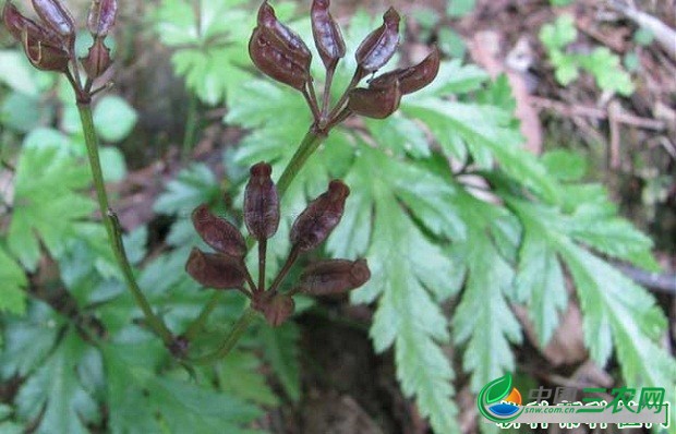 种植黄连如何繁殖？