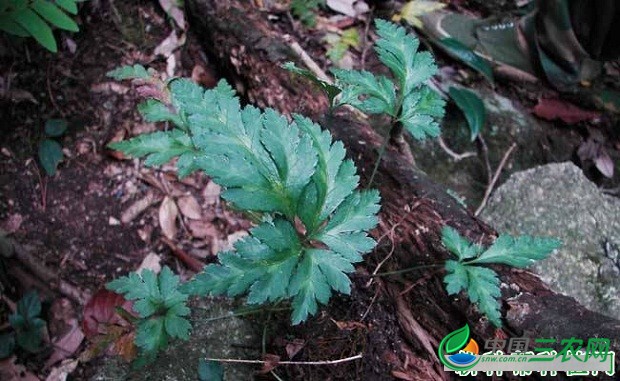 种植黄连需要怎么样的条件？