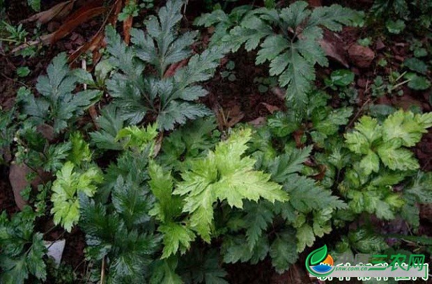 种植黄连需要怎么样的条件？