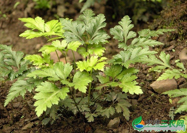 种植黄连需要怎么样的条件？