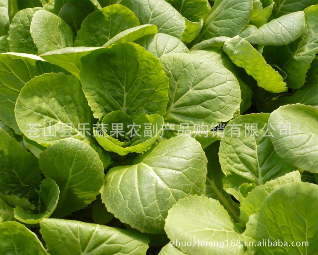 供应苍山乐蔬果新鲜蔬菜杭白菜新鲜（特价）无公害品种齐全