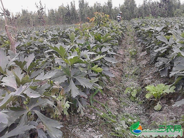 种植附子对环境有什么要求？