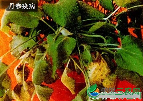 种植丹参病害如何防治？