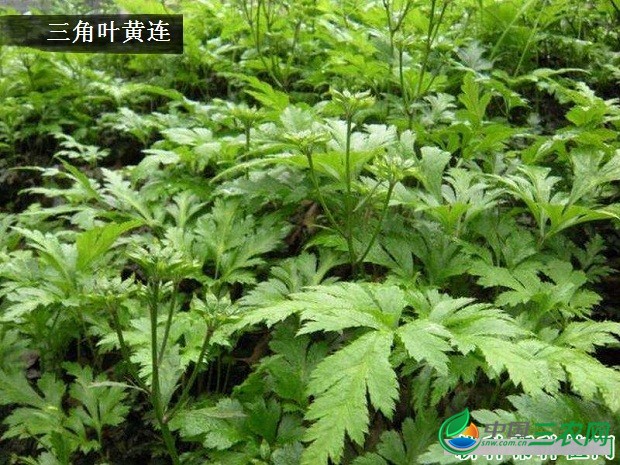 种植黄连如何管理？