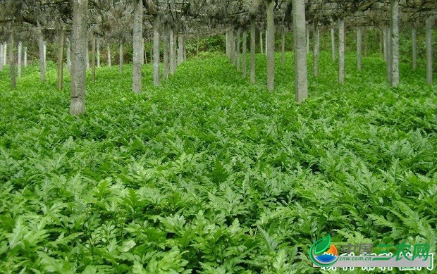 种植黄连如何管理？