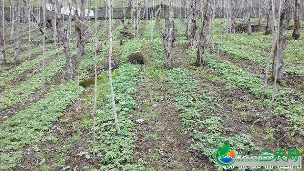 种植黄连如何管理？