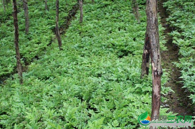 种植黄连如何管理？