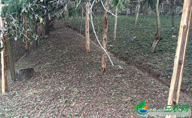 种植黄连如何选地整地？