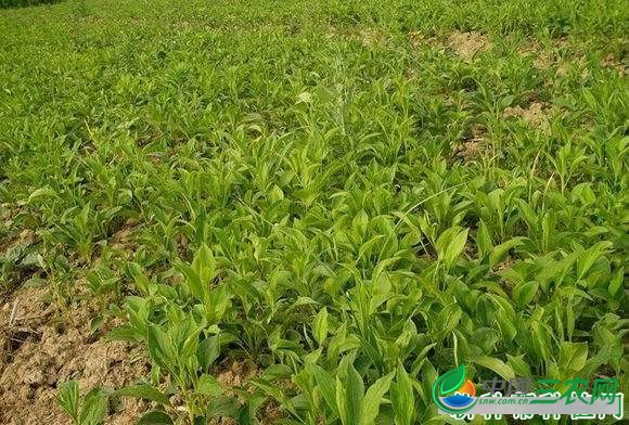 种植白术如何选地和整地？