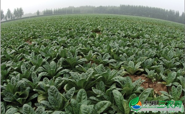 种植地黄需要怎么样的条件？