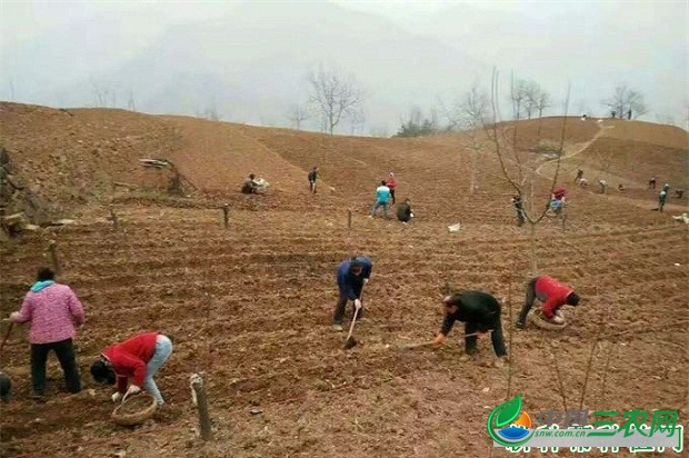 种植白术术栽如何栽种？