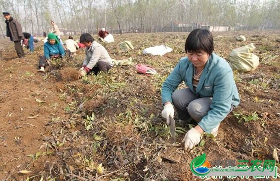 种植白术如何采收加工？