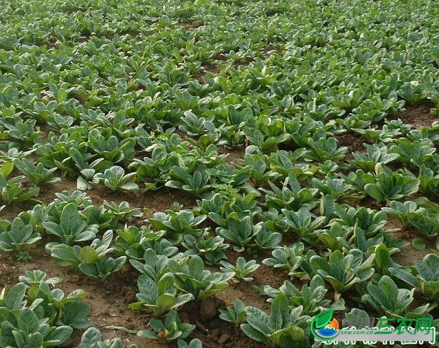 种植地黄需要注意什么？