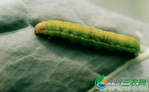 种植地黄如何防治甜菜夜蛾？