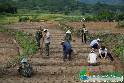 巴戟天如何移栽与定植？