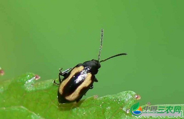 种植地黄如何防治牡荆肿爪跳甲？