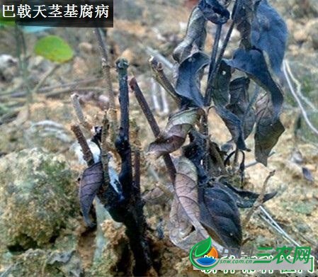 种植巴戟天需要防治哪些病害？