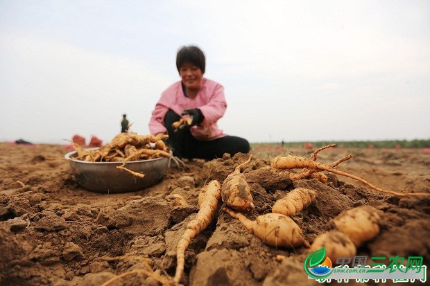 种植地黄如何采收？