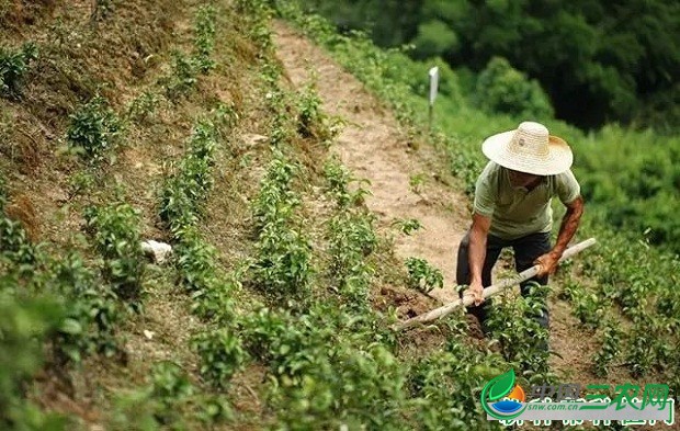 种植巴戟天如何管理？