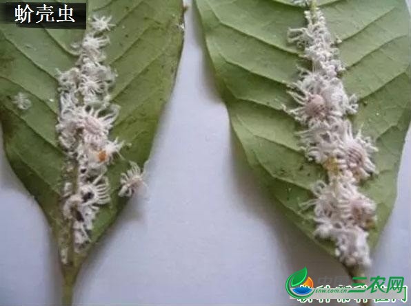 种植巴戟天需要防治哪些病害？